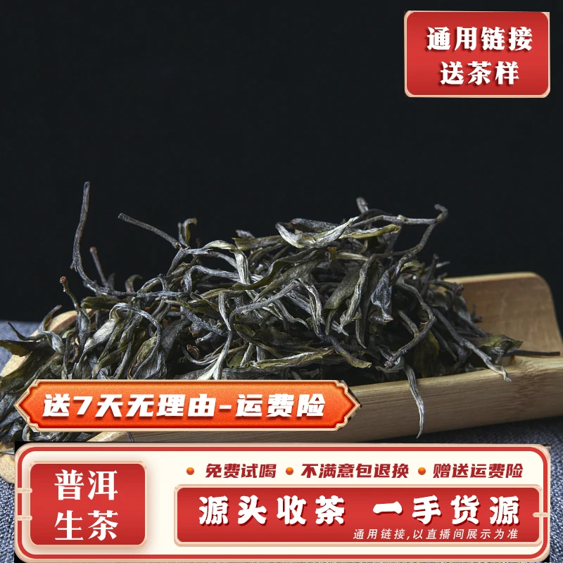 普洱茶1098号1公斤2023年昔归正后山大树生散茶带茶样CN1098