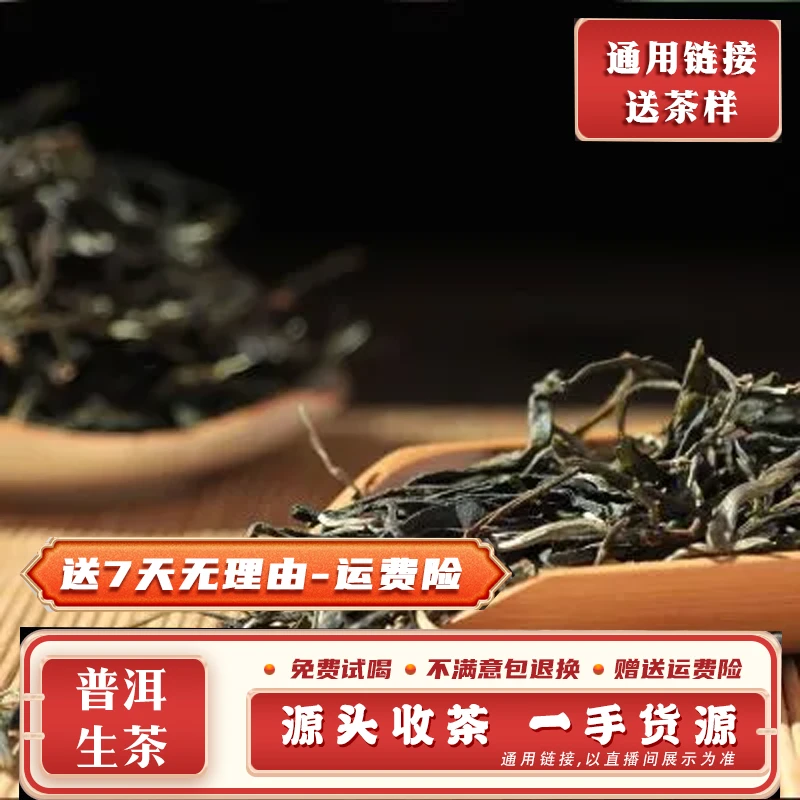 普洱茶993号1公斤2023年章外古树挑采生散茶带茶样MK1156