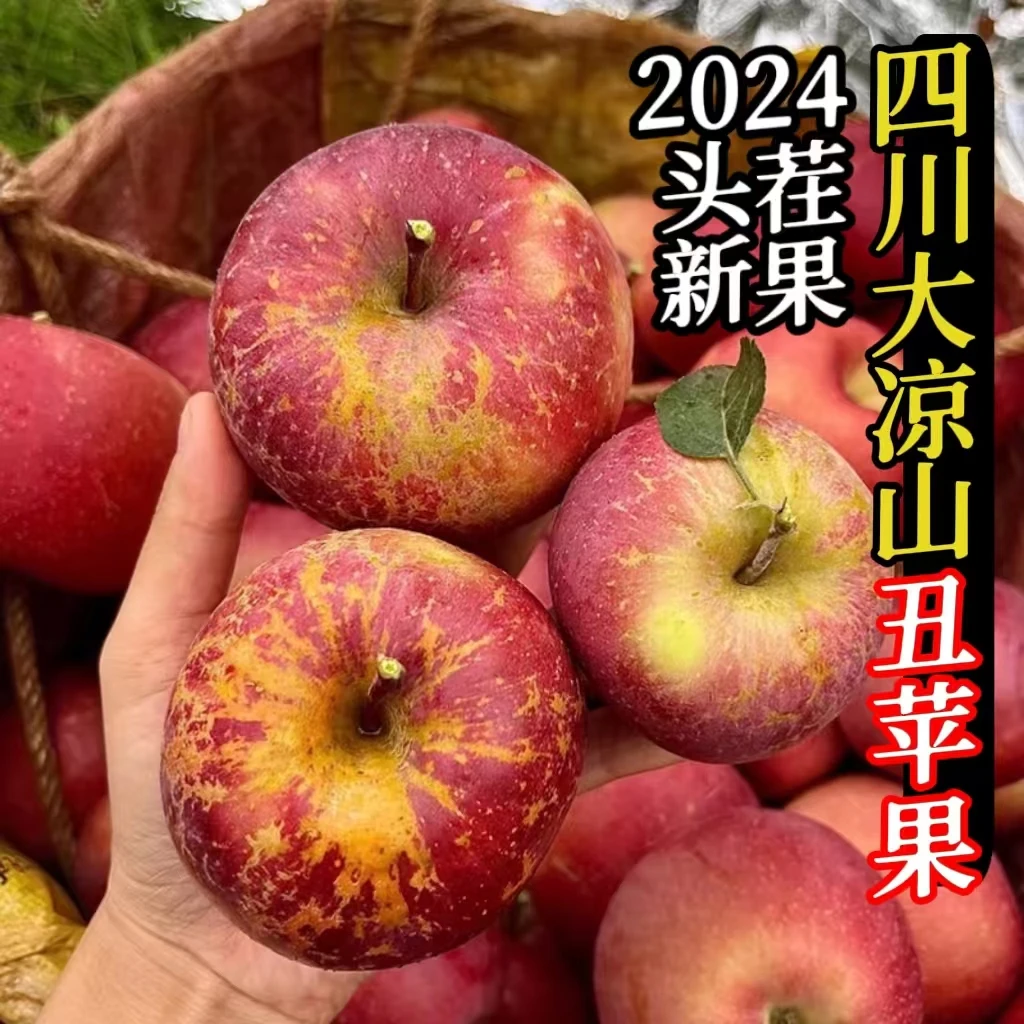 四川高山2024年头茬丑苹果松脆香甜大凉山丑苹果脆甜多汁新鲜现摘