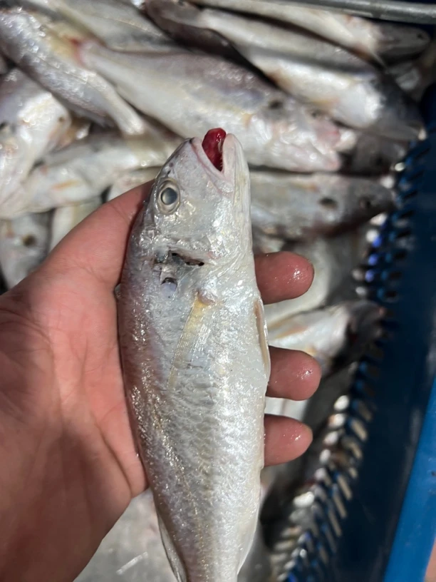 惠来县神泉港排仔白划鱼1斤4-5条左右有帮杀一斤剩八两。