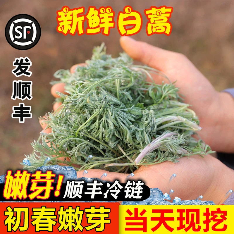 【发顺丰】现挖白蒿茵陈蒿苗鲜嫩野菜时令蔬菜包邮