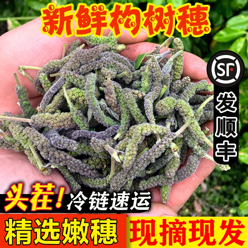 野生构树穗新鲜现摘褚不揪树花构蒲穗应季野菜1/2/3/4斤野菜顺丰