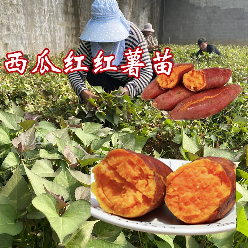 【泡沫箱发货】保真西瓜红红薯苗 红皮红心香甜软粉糯