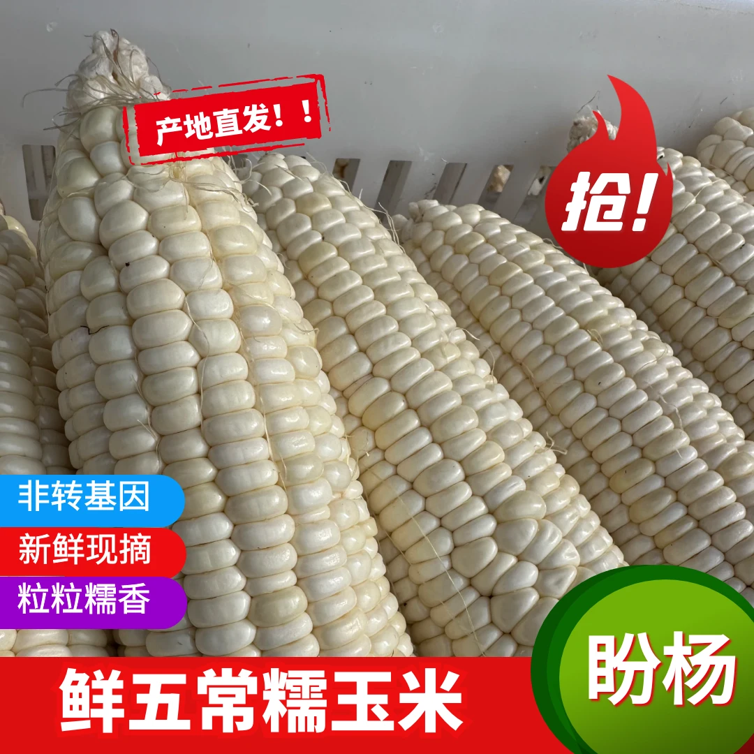 新品东北五常 糯玉米 粗粮 8棒到10棒