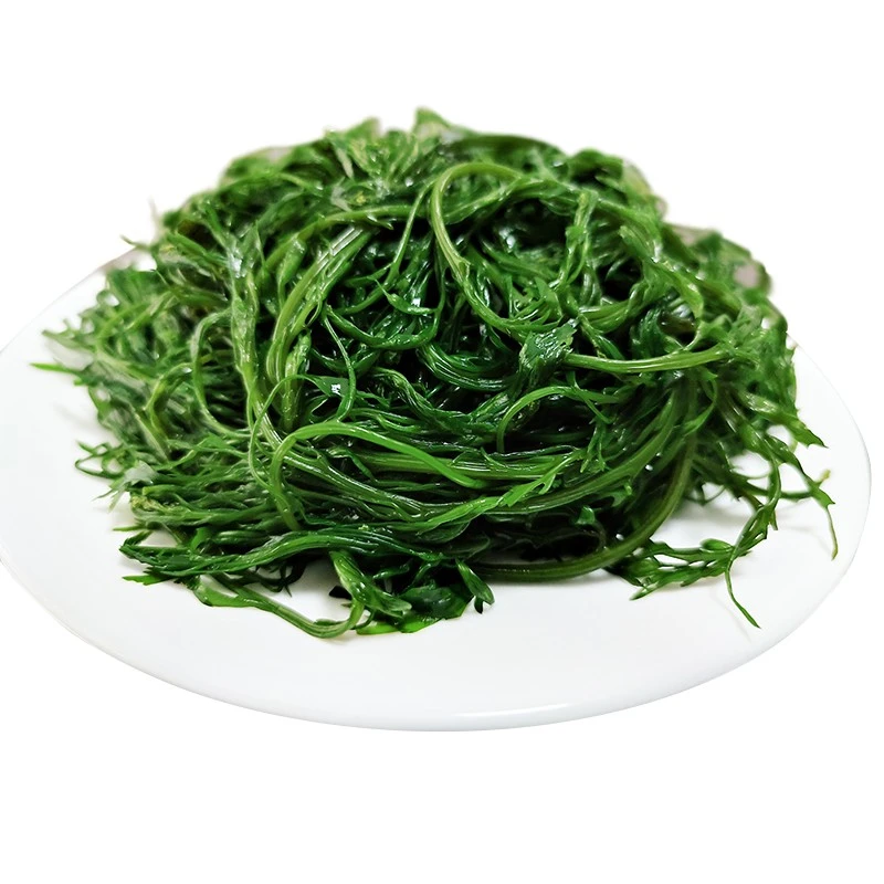 新鲜鞭炮笋荣成盐渍野生海藻菜羊栖菜长寿菜海草凤尾菜马尾藻凉拌