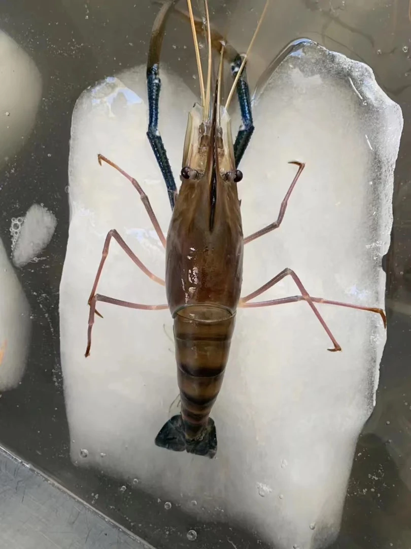 （冰鲜）罗氏虾500g