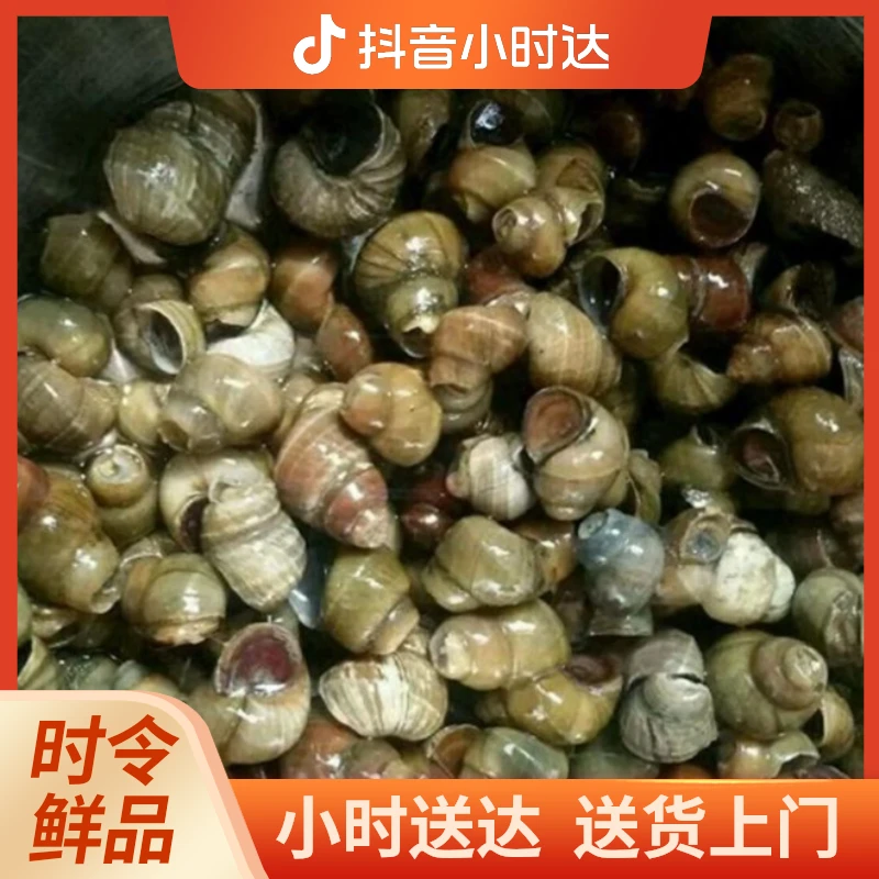鲜活田螺500g