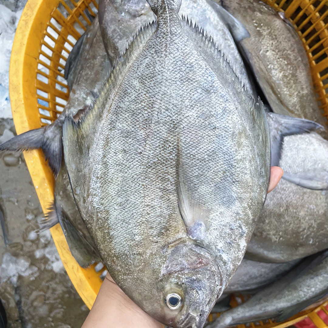 野生黑鲳新鲜海捕乌鲳5斤 鲜活速冻 广东海鲜冷链包邮