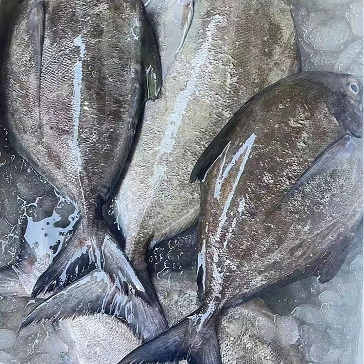 广东海鲜 野生黑鲳乌鲳中号规格200g-250g/条 3斤/5斤 包邮