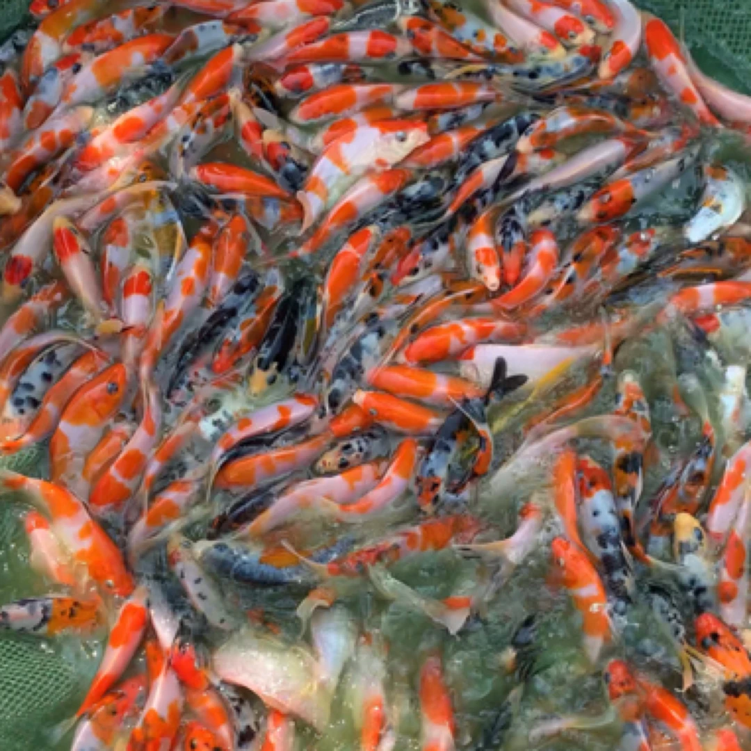 精品锦鲤小鱼15公分左右到手18条