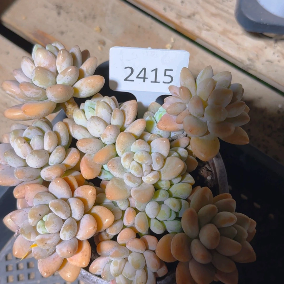 【闪购商品】2415香玉