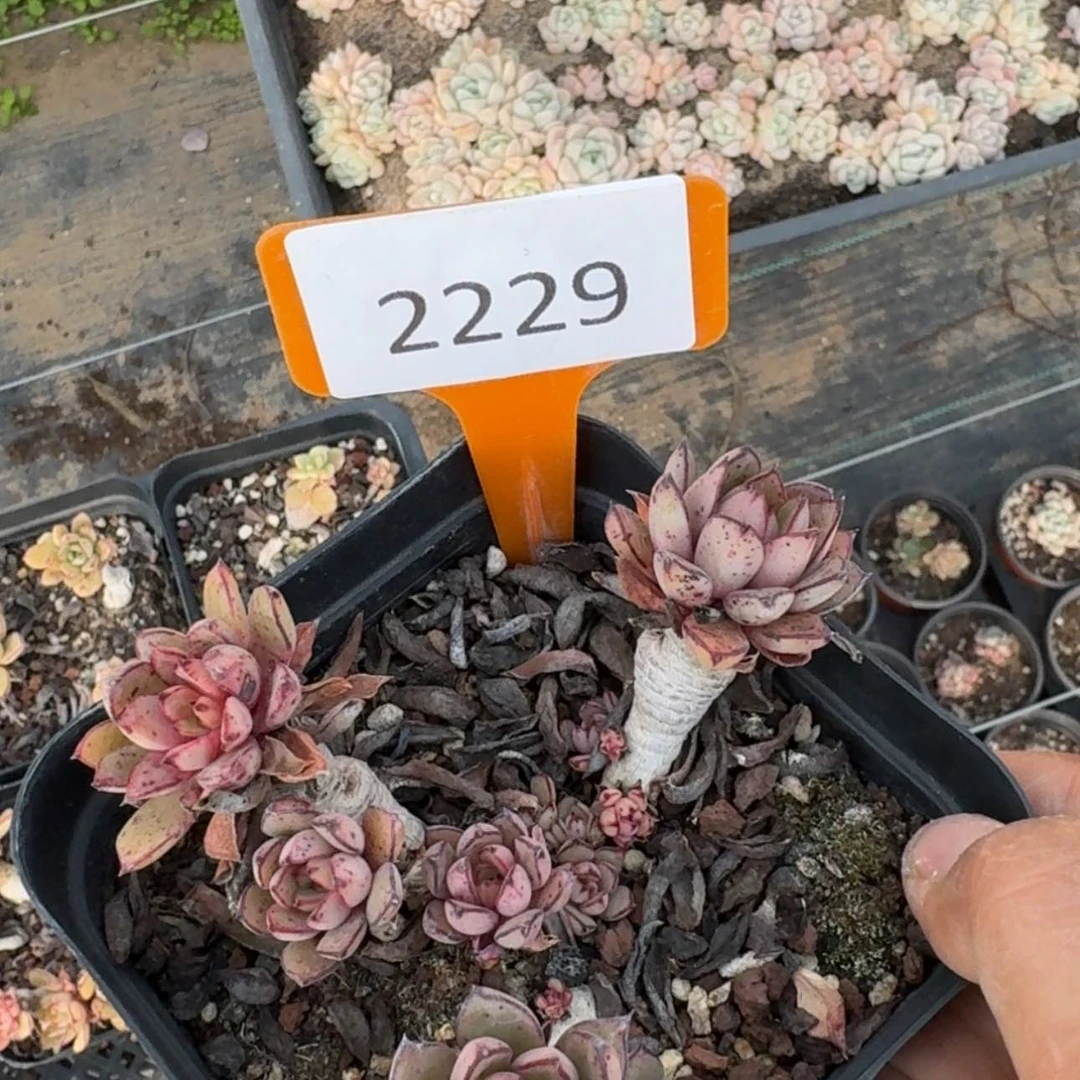 【闪购商品】2229灰姑娘