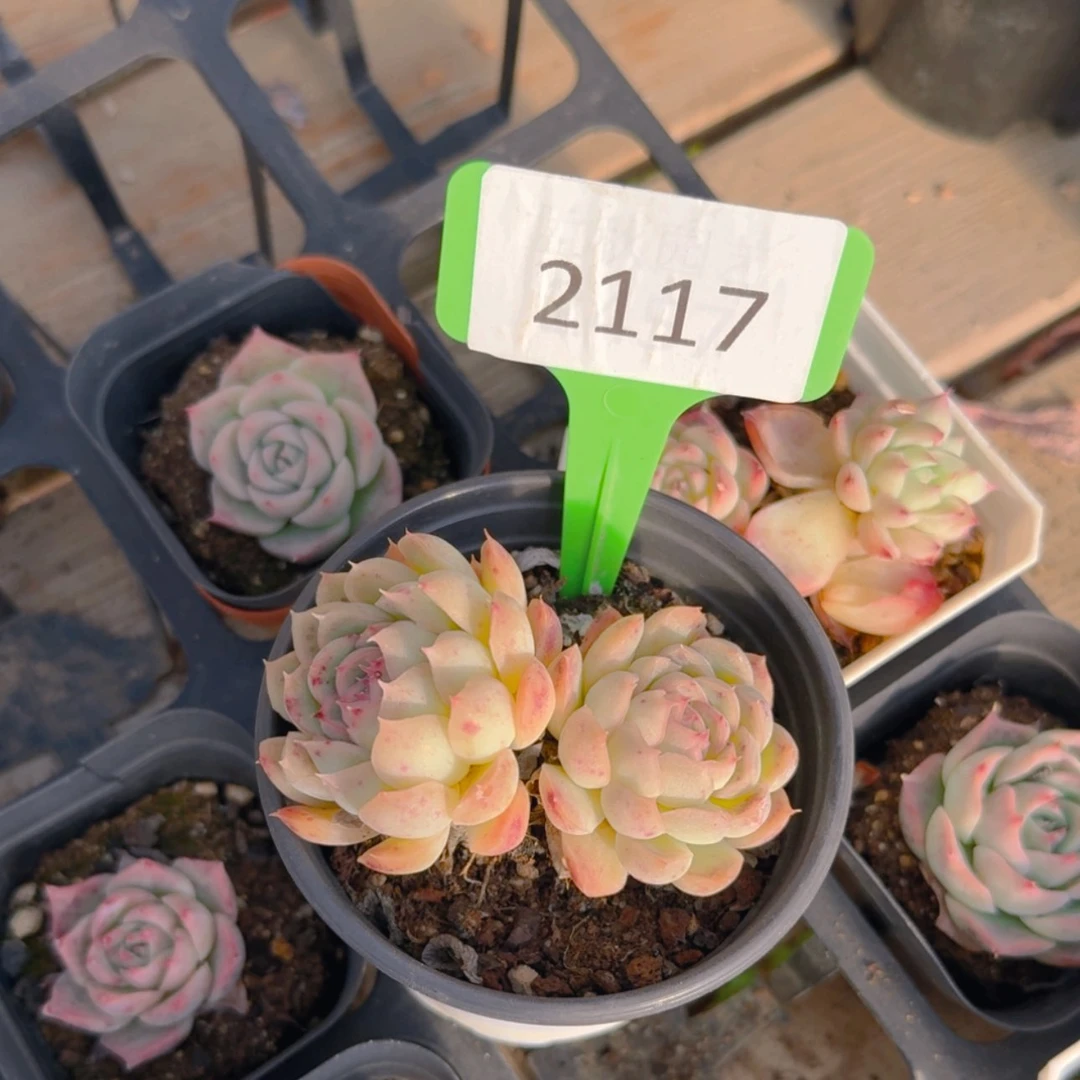 【闪购商品】2117月影精灵