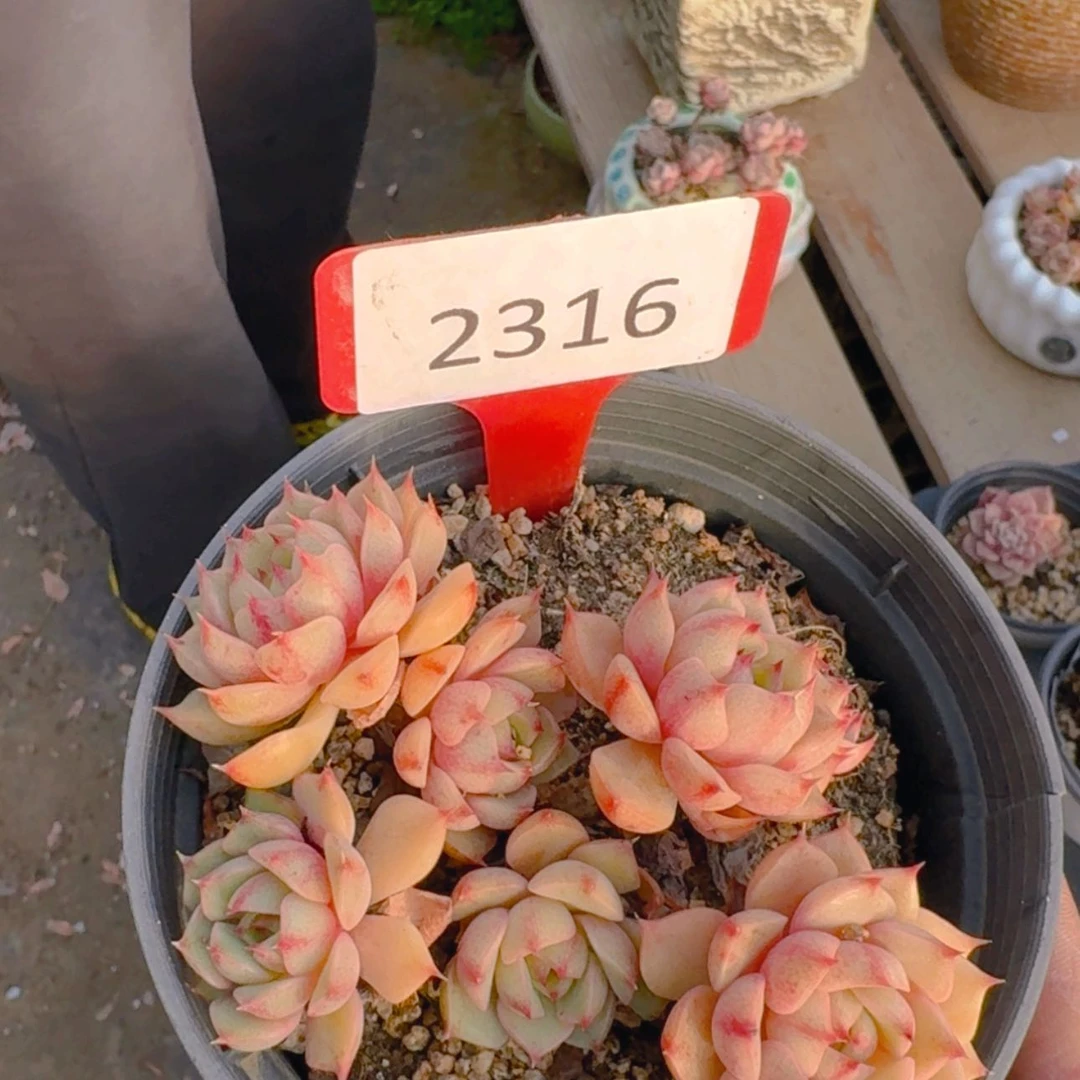 【闪购商品】2316笨吧