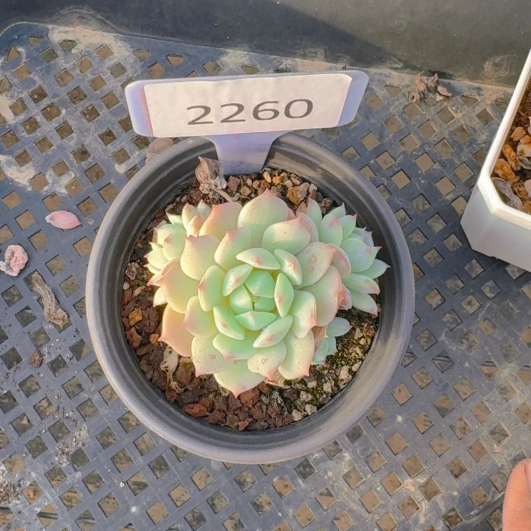 【闪购商品】2260静夜