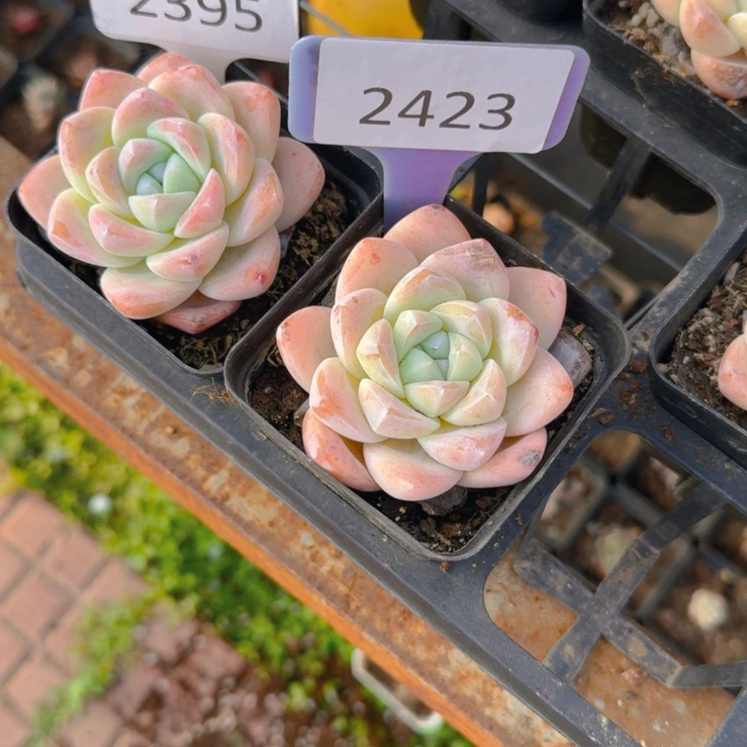 【闪购商品】2395.2423