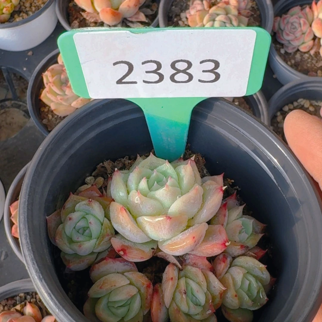 【闪购商品】2383孤星福利