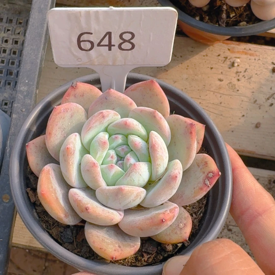【闪购商品】648梦露