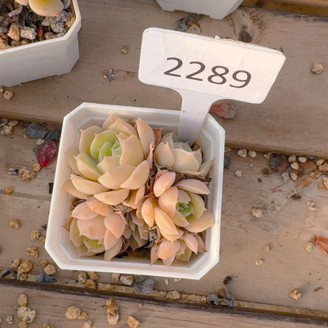 【闪购商品】2289昂丝诺