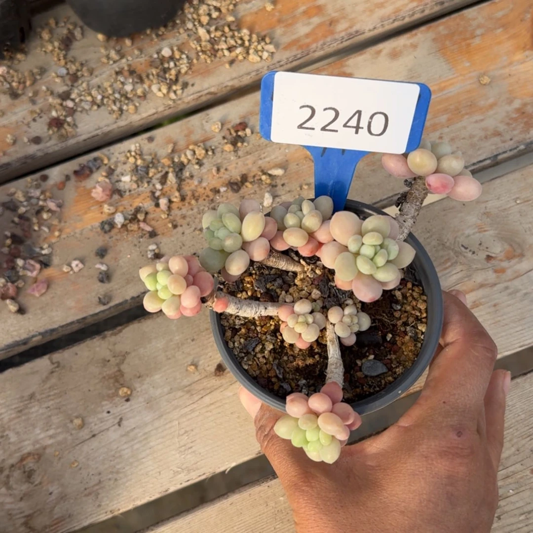 【闪购商品】2240达芙妮福利