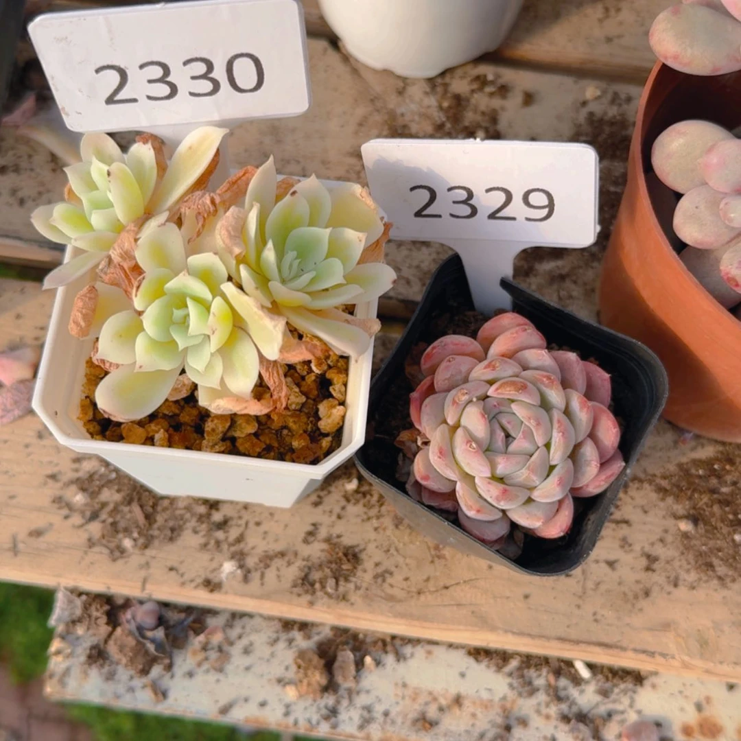 【闪购商品】2329.2330福利