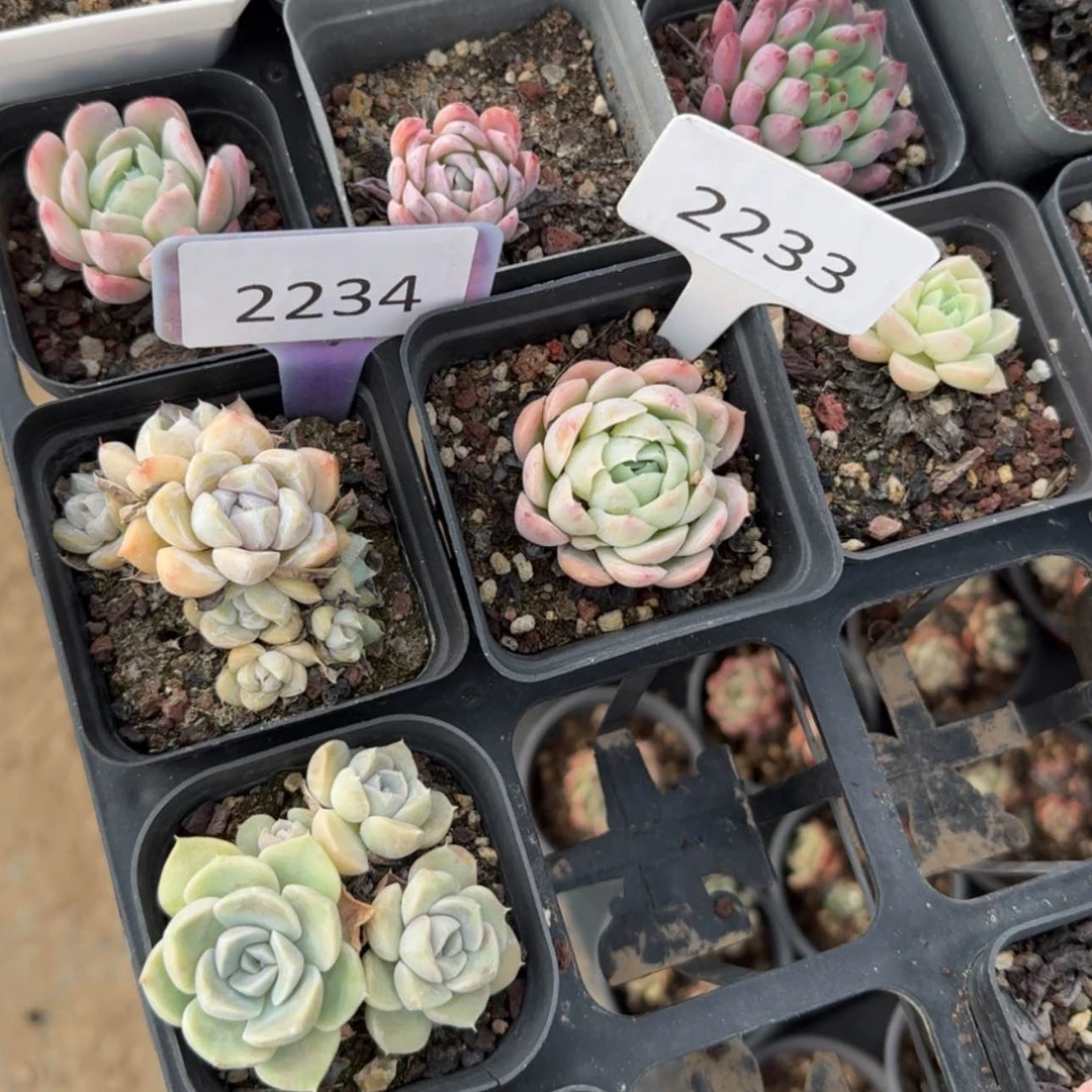 【闪购商品】2233.2234