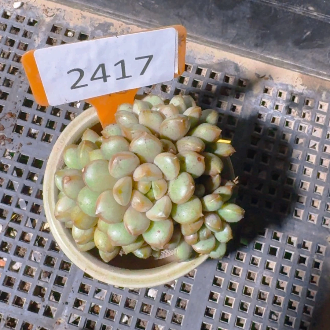【闪购商品】2417葡萄