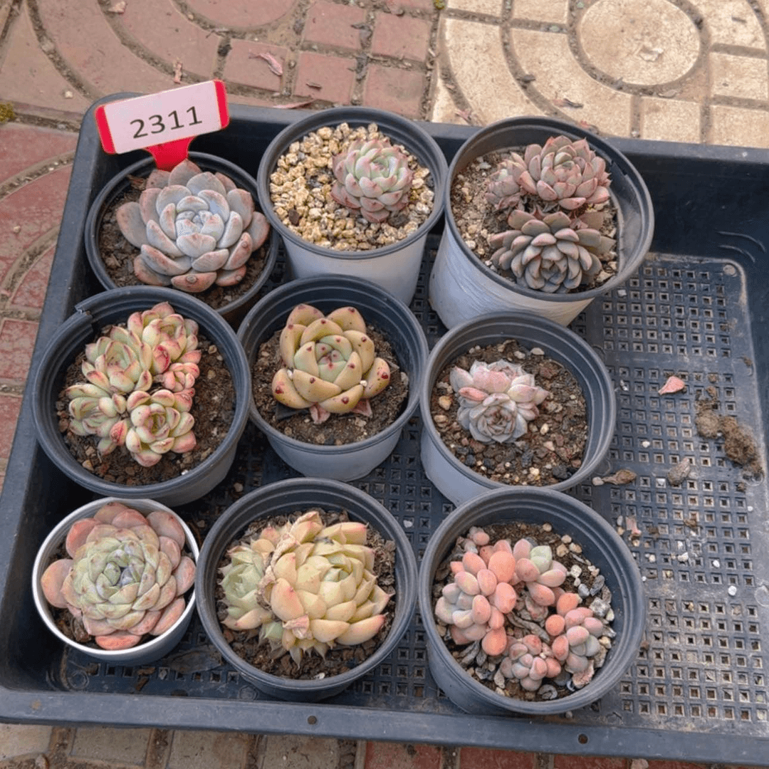 【闪购商品】2311福利