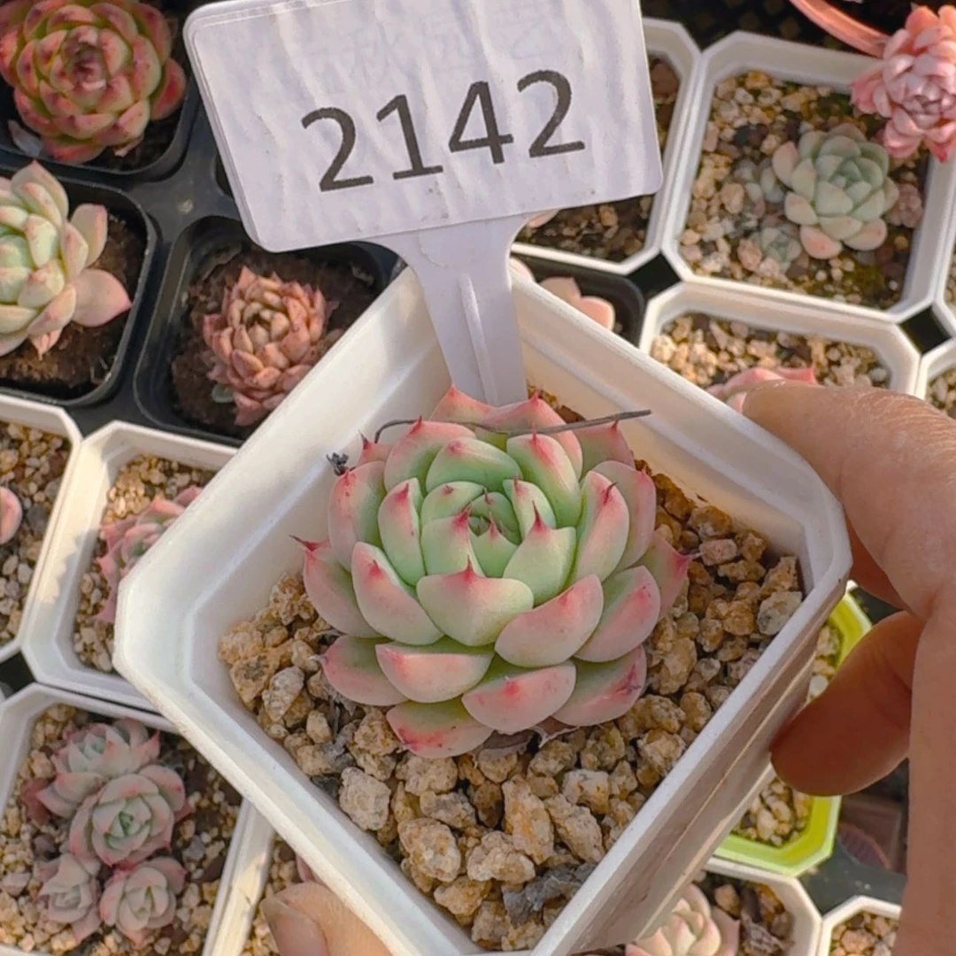 【闪购商品】2142福利不知名