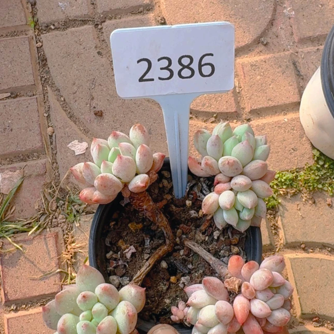 【闪购商品】2386白马