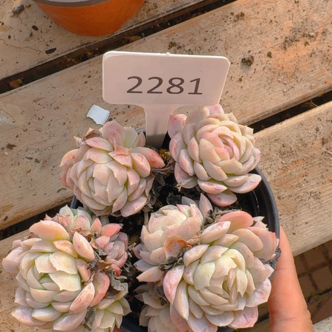 【闪购商品】2281冰梅不包整