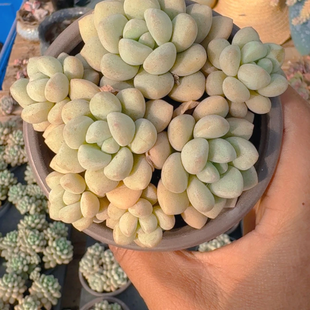 【闪购商品】泡泡糖群生