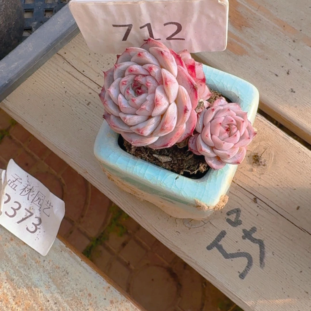 【闪购商品】712天鹅绒