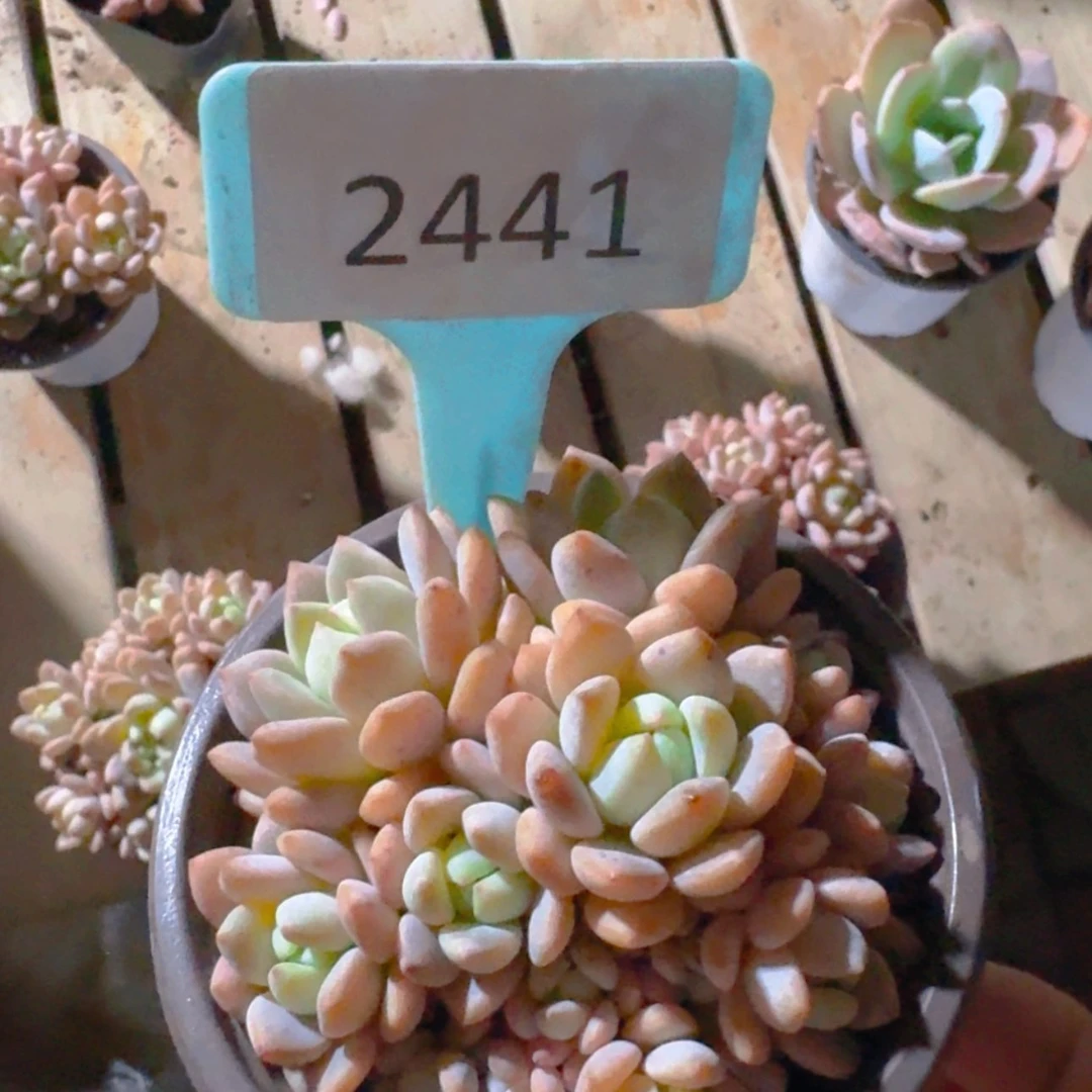 【闪购商品】2441小桃红