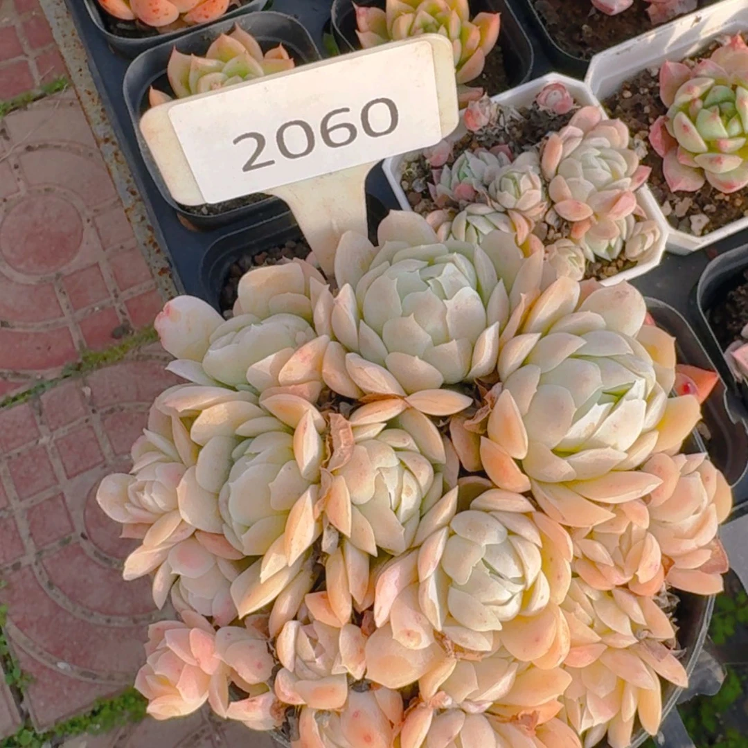 【闪购商品】2060不包整