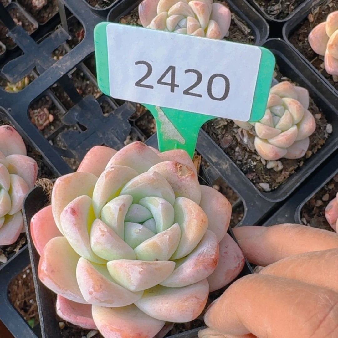 【闪购商品】2320冰玉