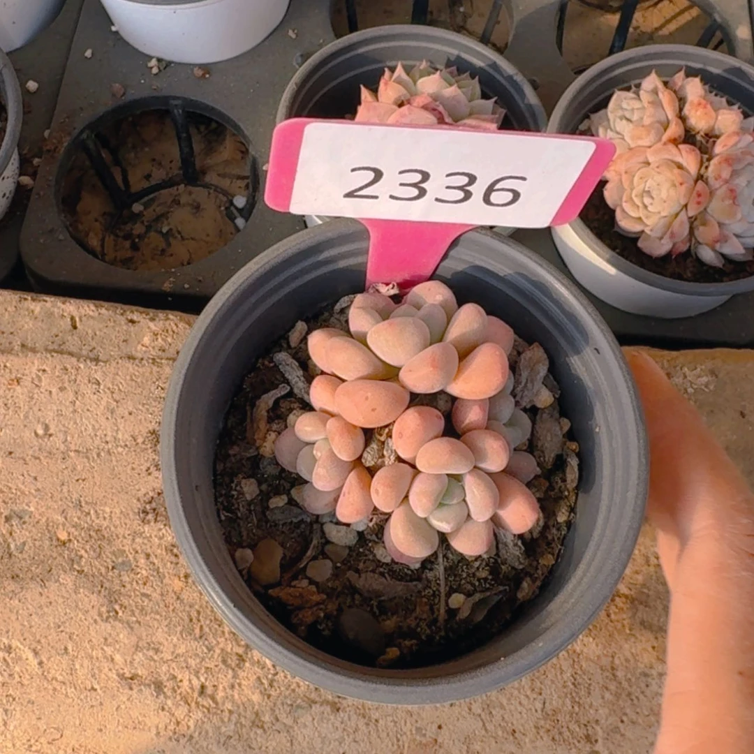 【闪购商品】2336木糖醇