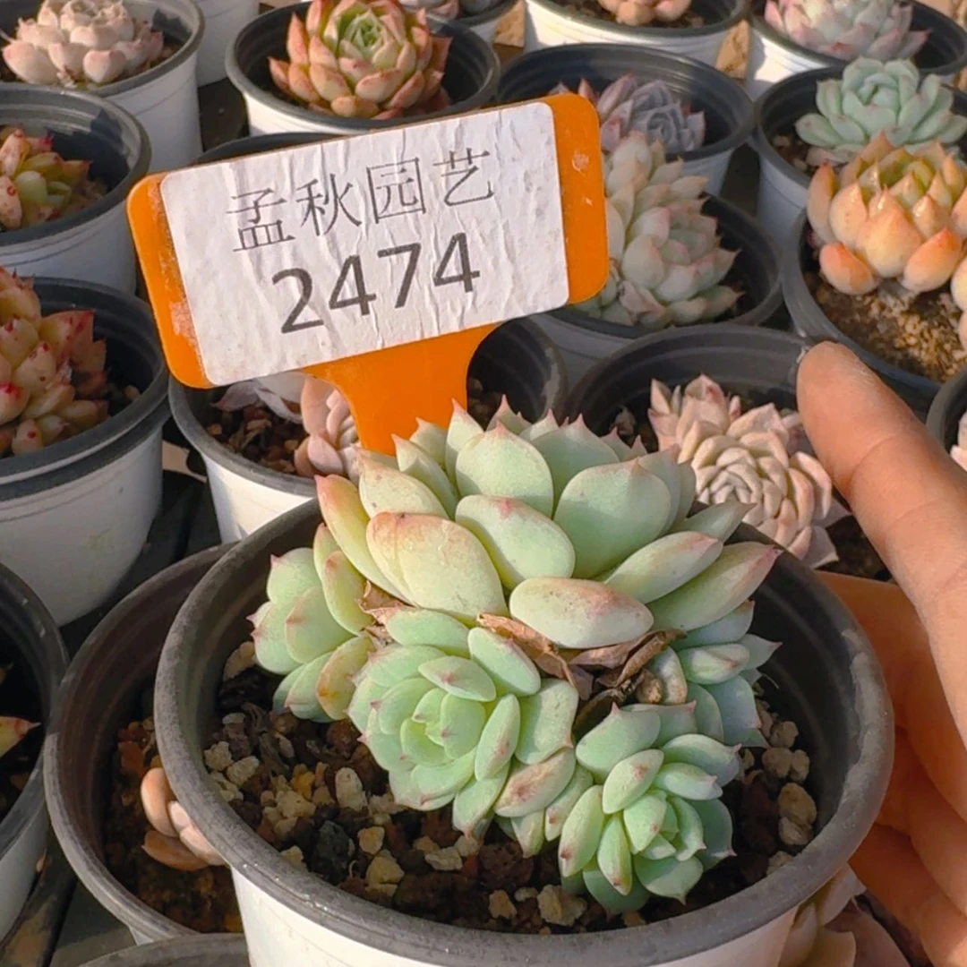 【闪购商品】2474静夜