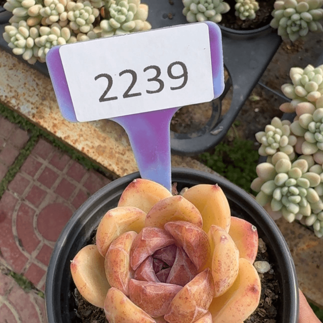 【闪购商品】2239糖心杂交
