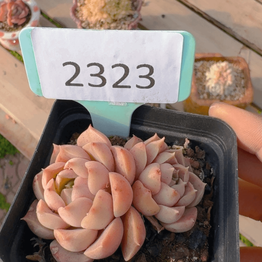 【闪购商品】2323莫西干人