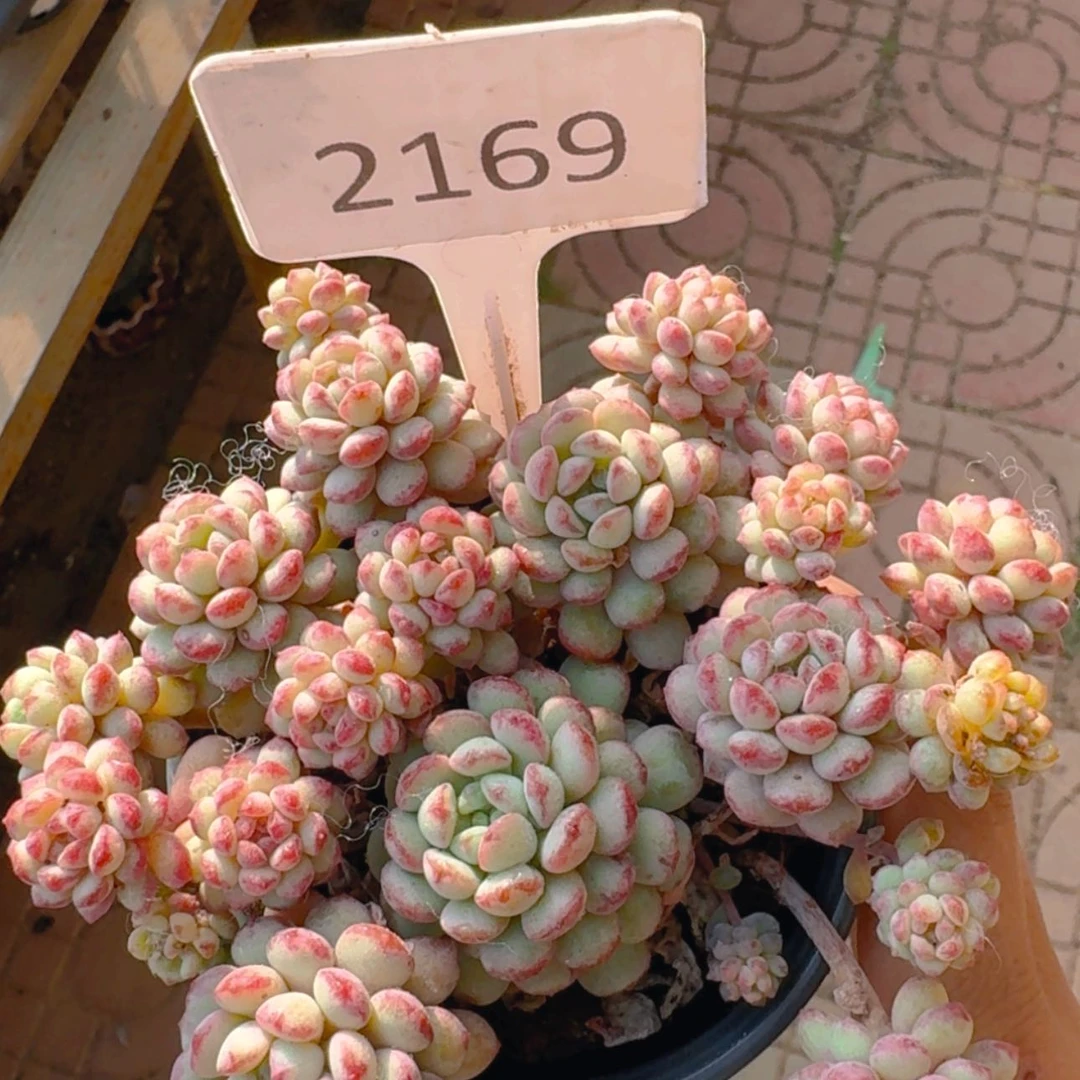 【闪购商品】2169珍珠豆