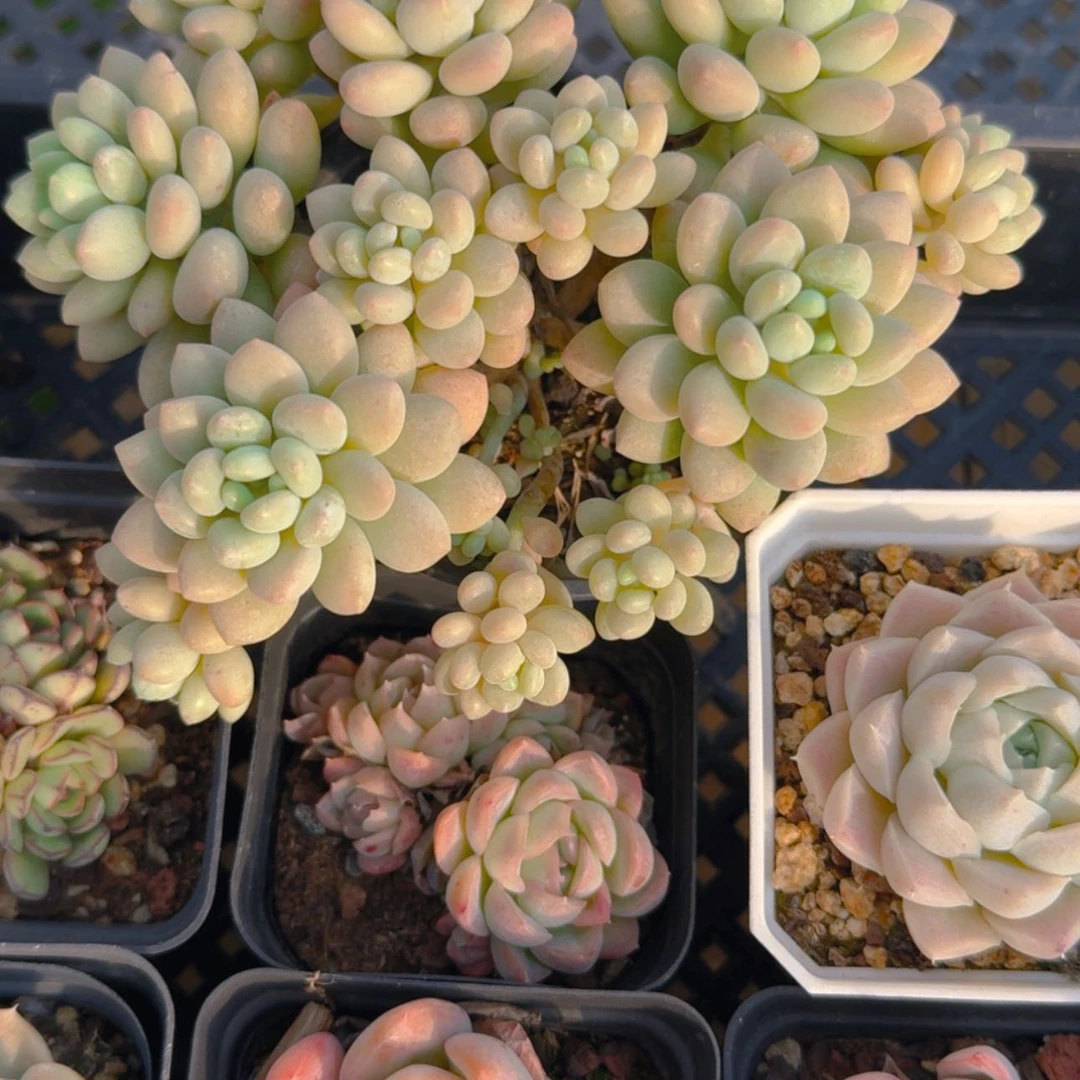 【闪购商品】洛可可福利