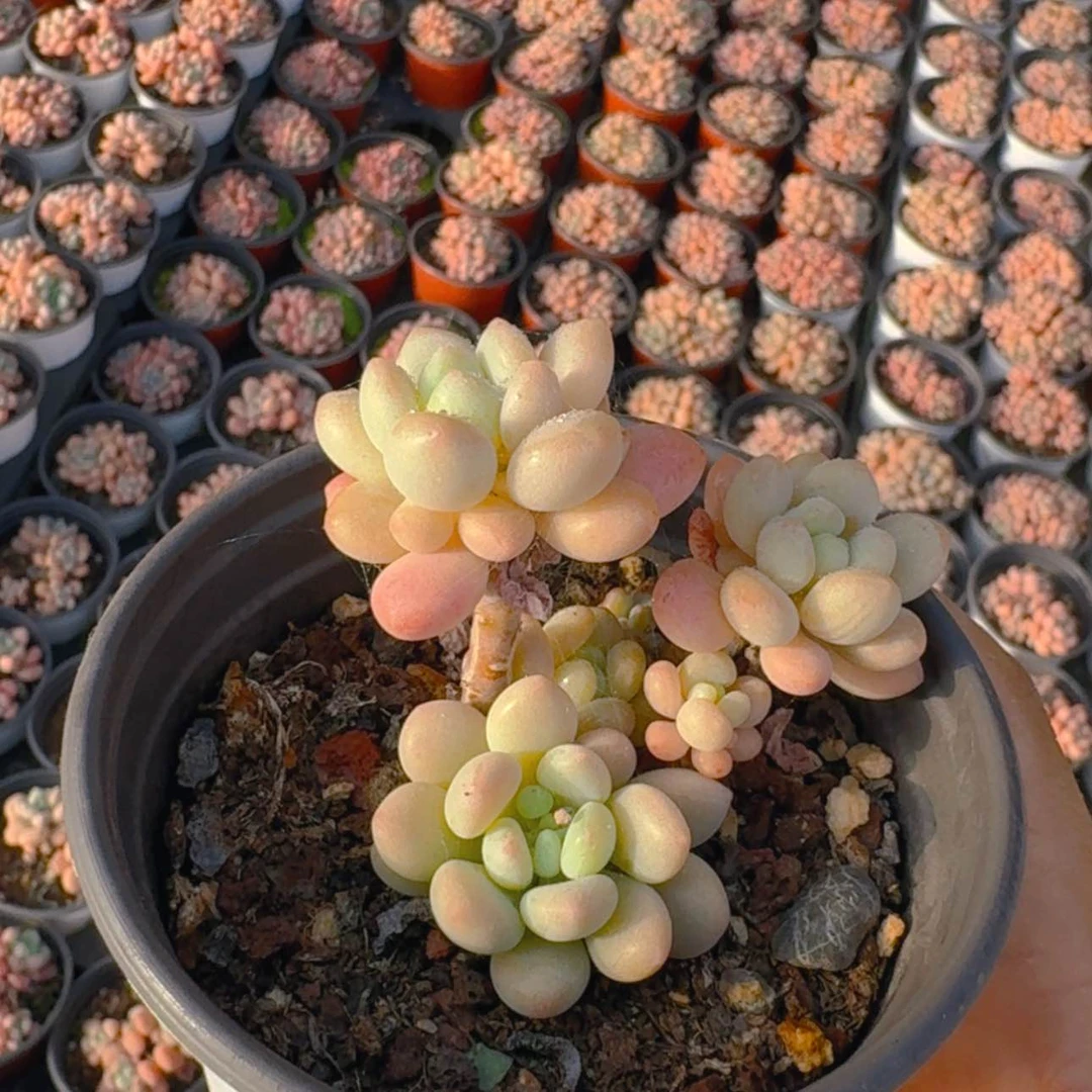 【闪购商品】洛可可福利