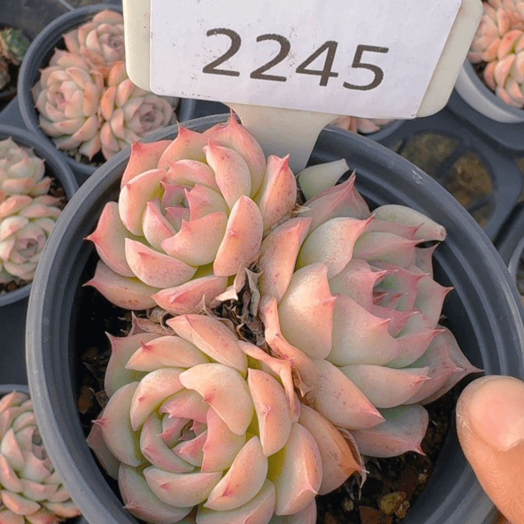 【闪购商品】2245法兰西玫瑰
