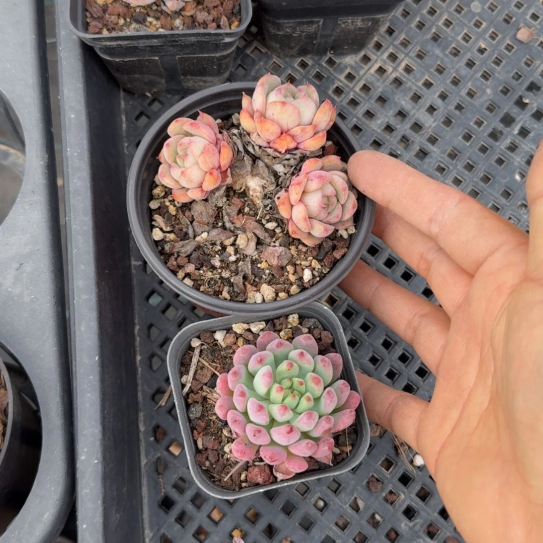 【闪购商品】重金属，蓝苹果