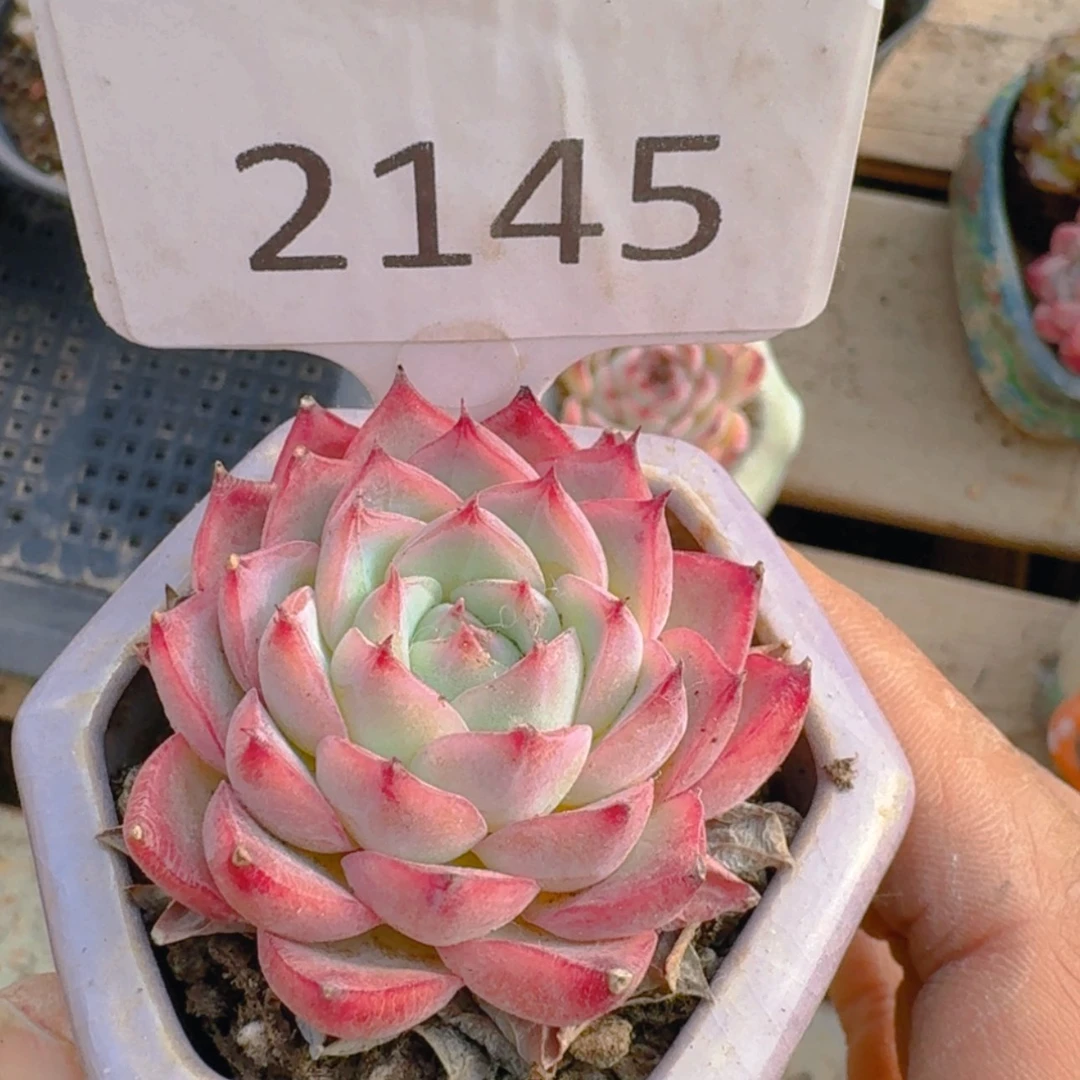 【闪购商品】2145粉汽水