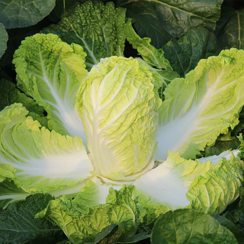 霜打娃娃菜产地露天现砍新鲜娃娃菜3-9斤现摘黄心娃娃菜火锅涮菜