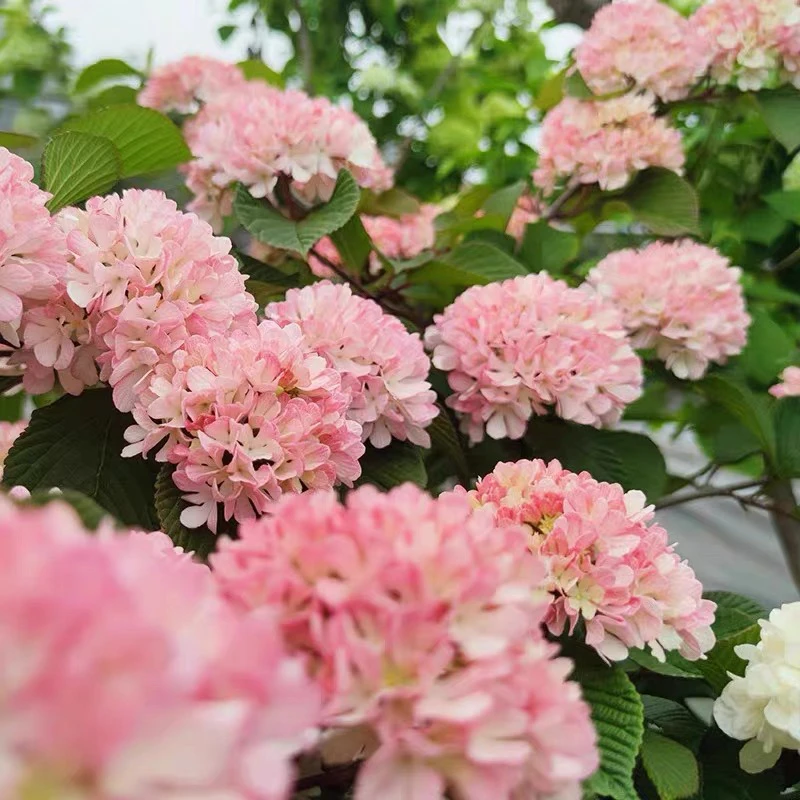 粉色木绣球玫瑰达人正品玫瑰达人木绣球耐寒耐热植物庭院阳台