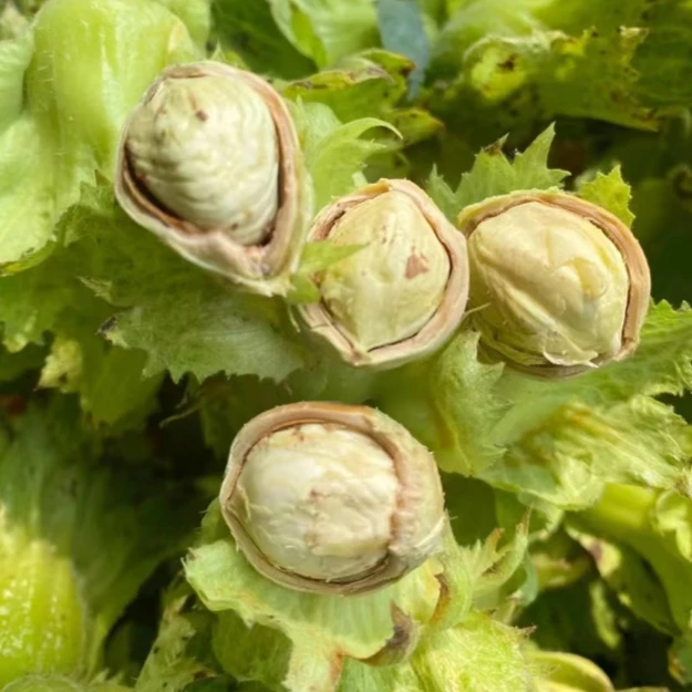 【顺丰包邮】2025年新鲜东北绿皮水仁大榛子