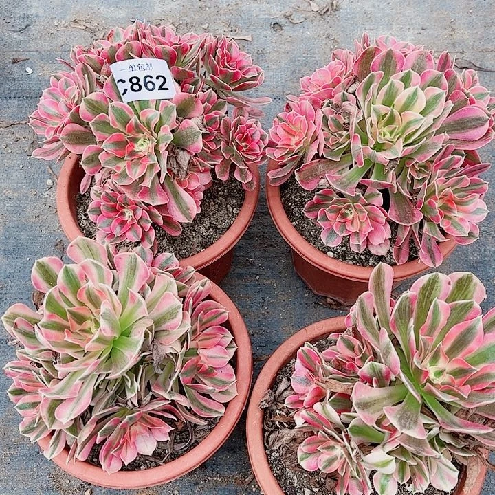 清棚不包断肢862